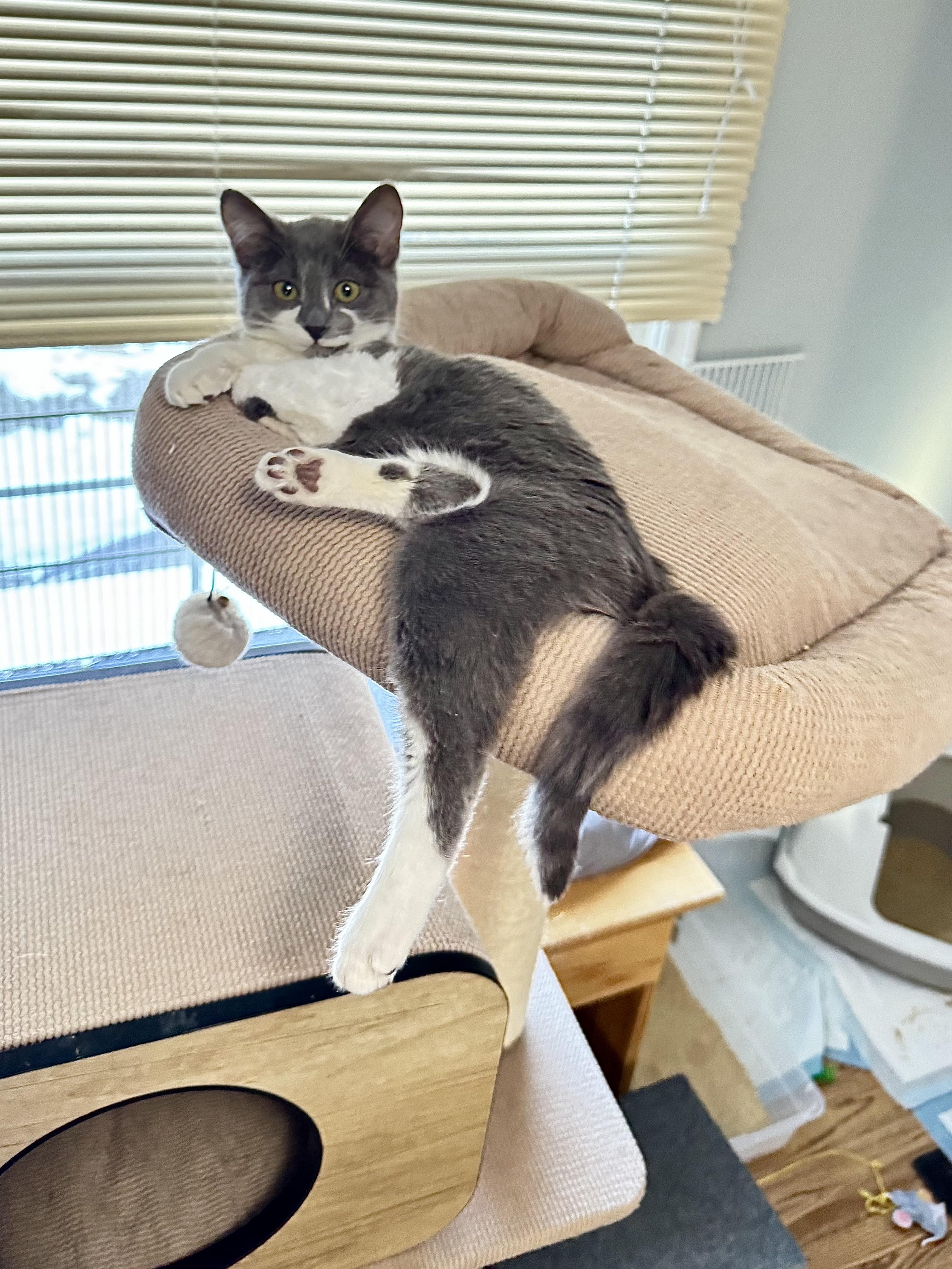 Enlarge Beatrice, an adopted mixed breed in Rochester Hills, MI image 4/6