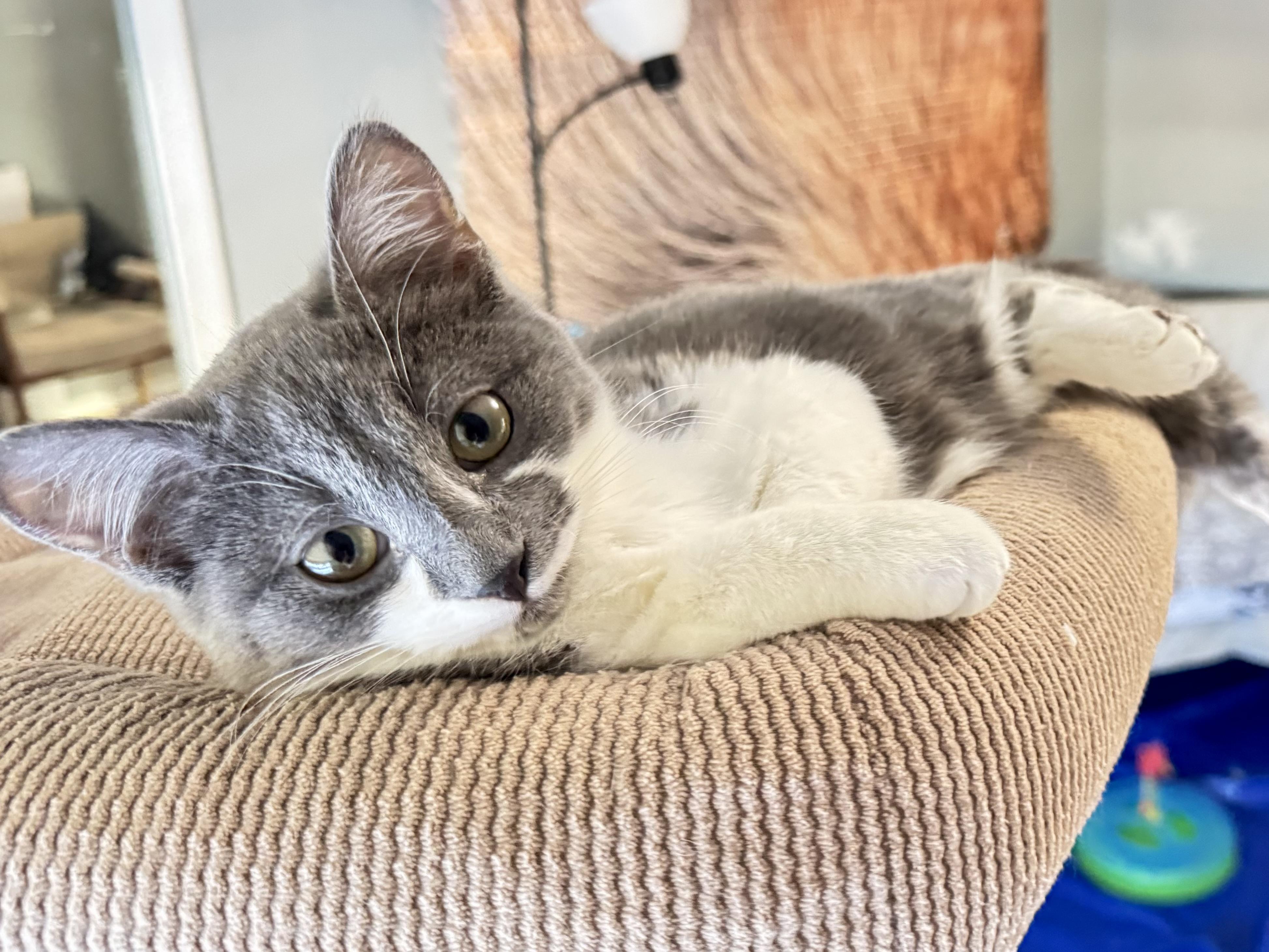 Enlarge Beatrice, an adopted mixed breed in Rochester Hills, MI image 1/6