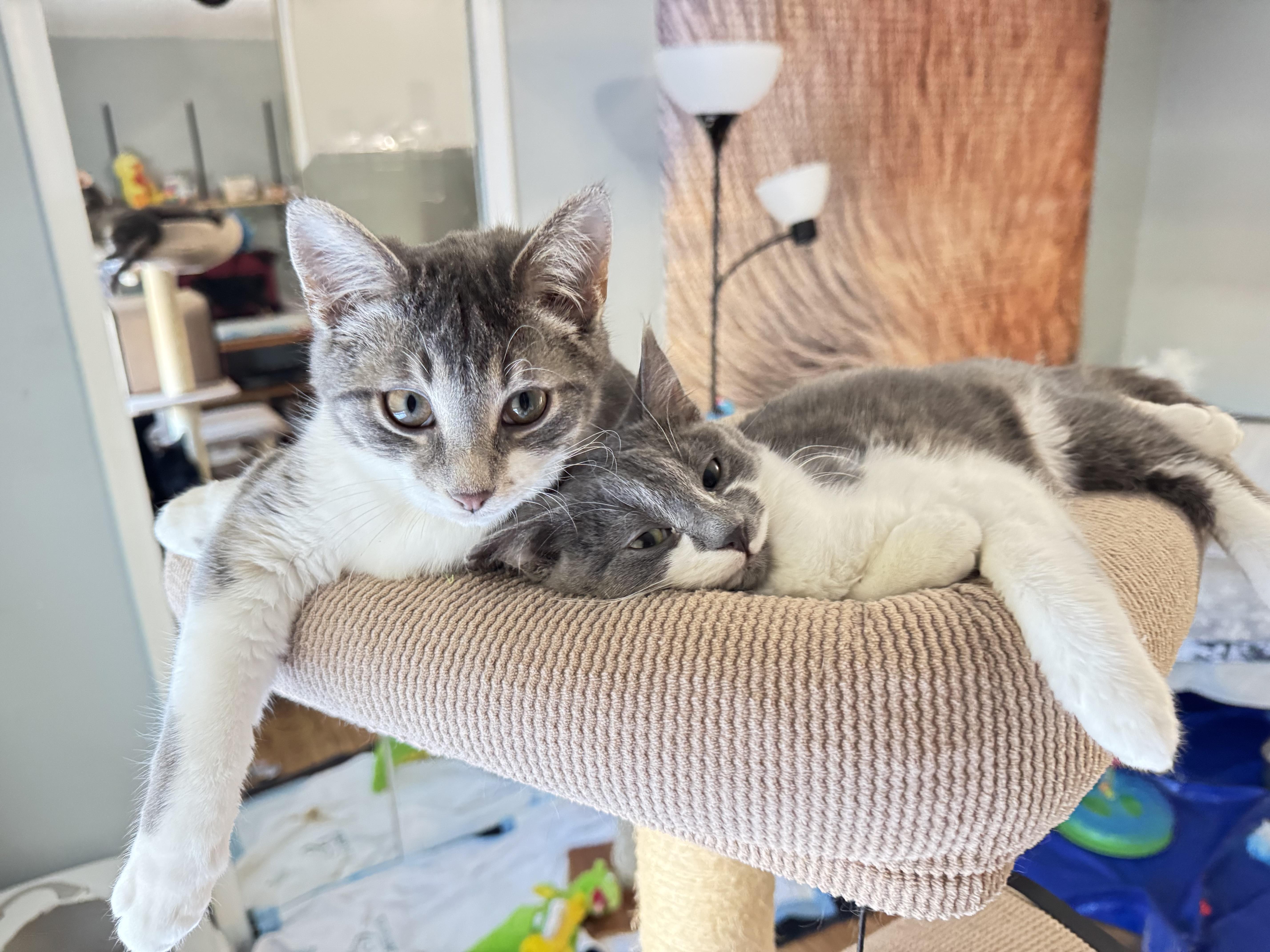 Enlarge Beatrice, an adopted mixed breed in Rochester Hills, MI image 3/6