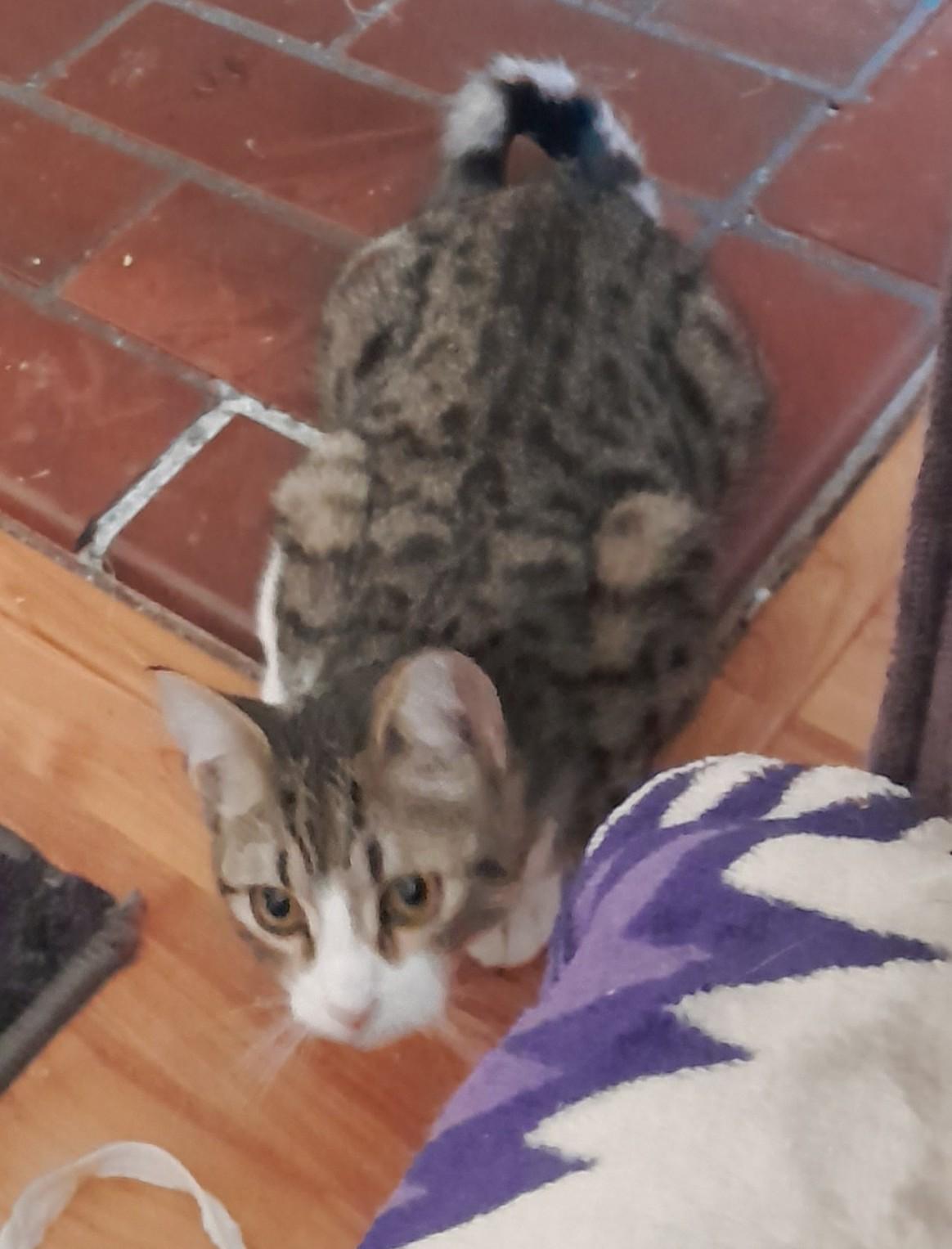Hadley, a ADOPTABLE Domestic Short Hair in Silverton, OR image 3/4