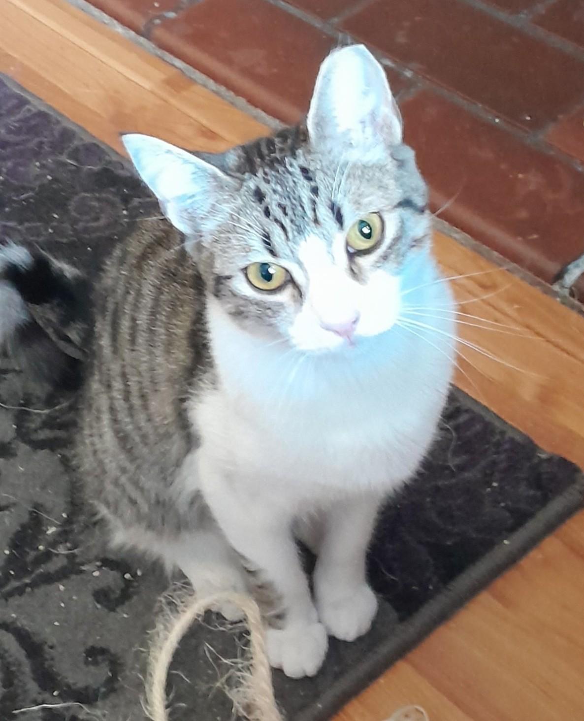 Hadley, ADOPTABLE, Young Female Domestic Short Hair.