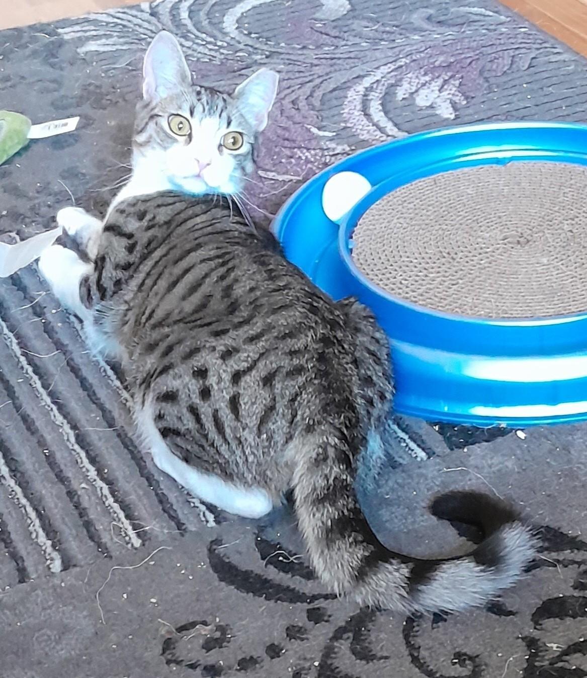 Hadley, a ADOPTABLE Domestic Short Hair in Silverton, OR image 4/4