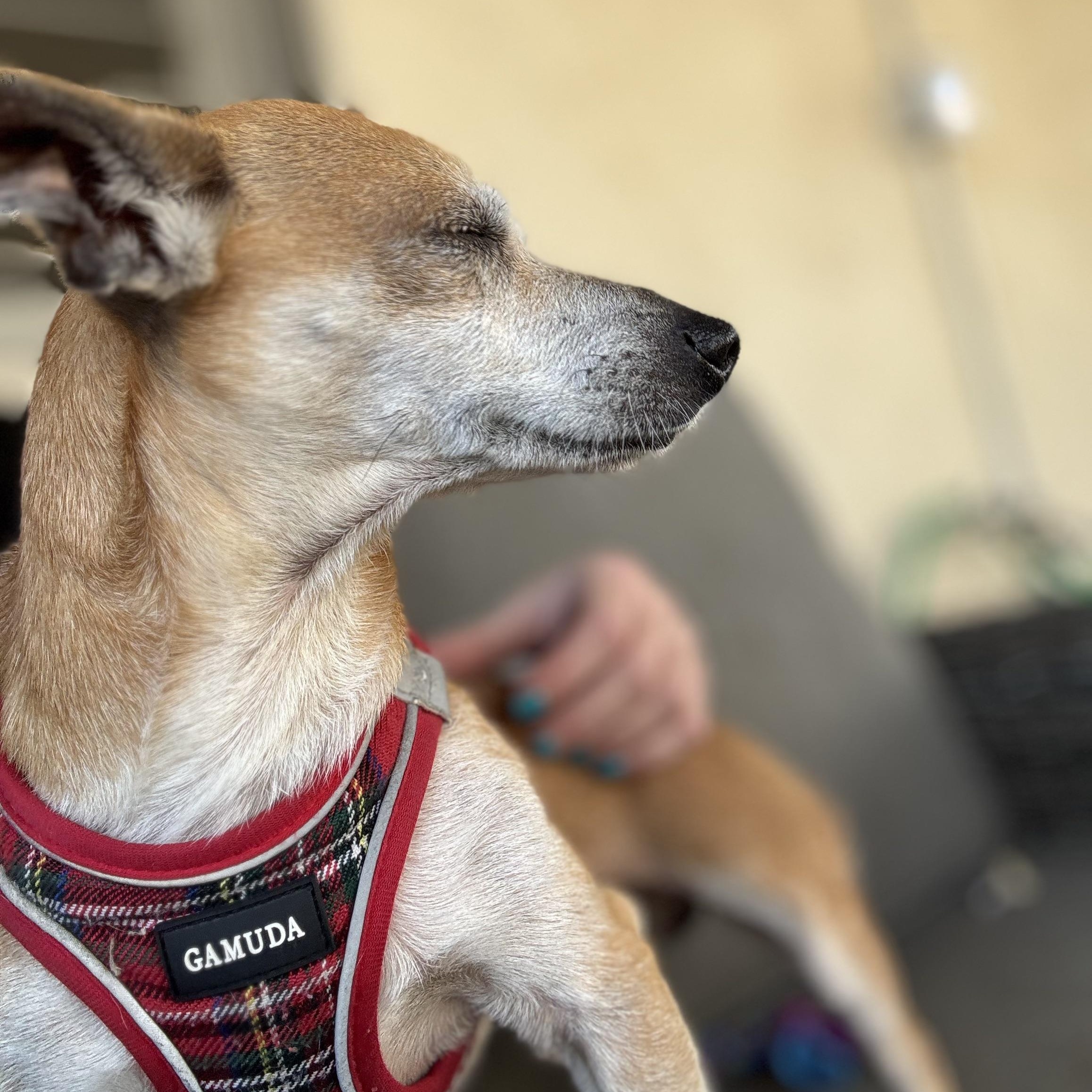 Enlarge Mr. Handsome Chico, a Adoptable mixed breed in Vancouver, BC image 5/5