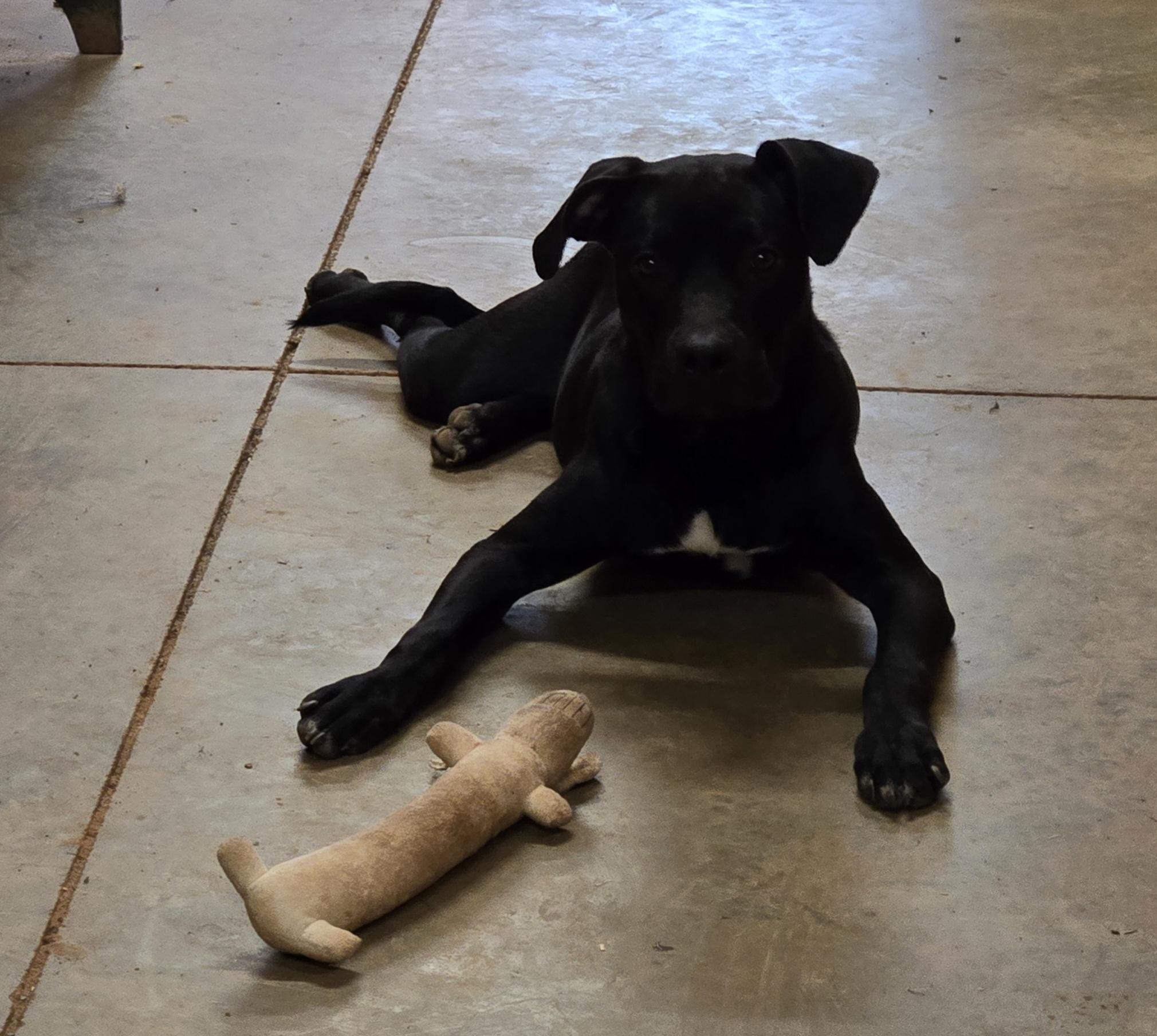 Enlarge Kelsey, a Adoptable mixed breed in Reddick, FL image 2/5