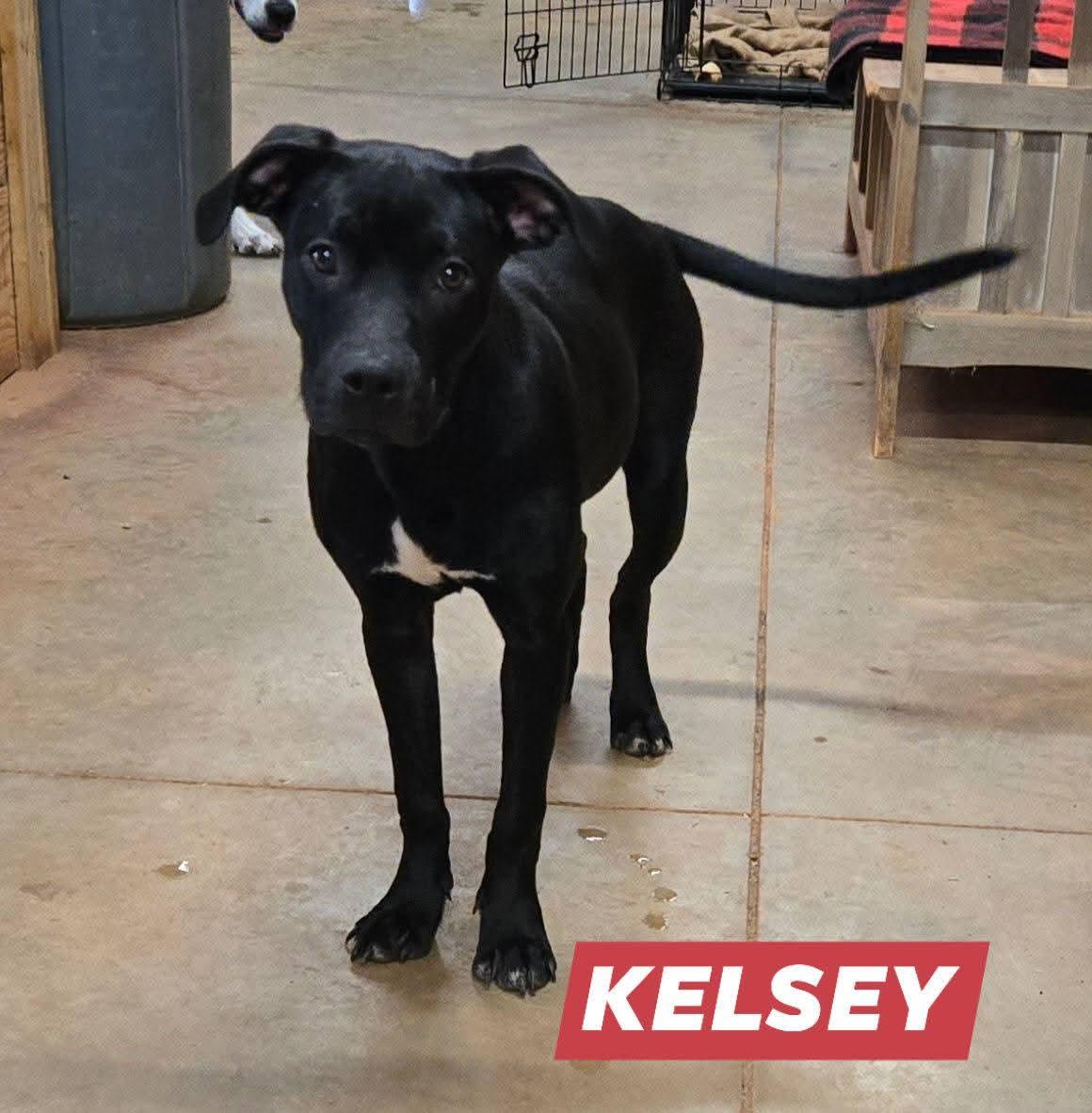 Enlarge Kelsey, a Adoptable mixed breed in Reddick, FL image 1/5