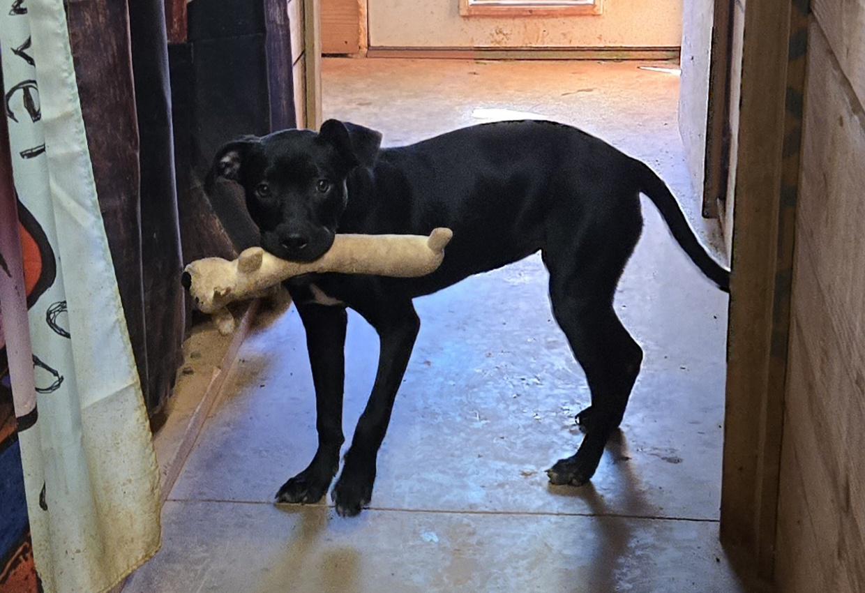 Enlarge Kelsey, a Adoptable mixed breed in Reddick, FL image 5/5
