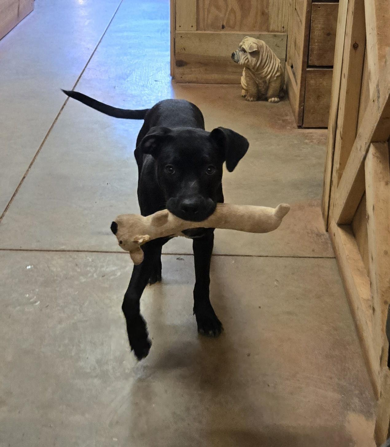 Enlarge Kelsey, a Adoptable mixed breed in Reddick, FL image 4/5