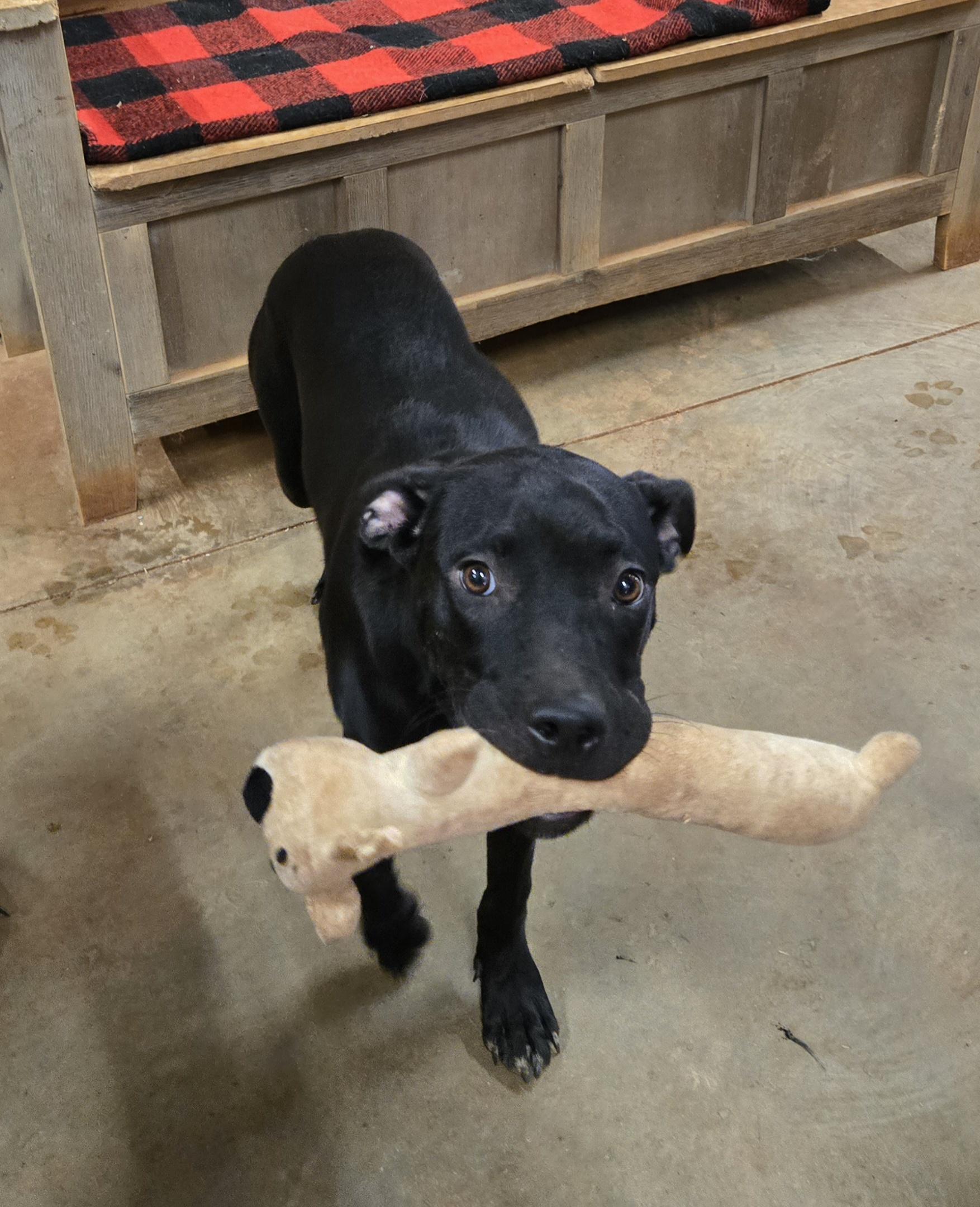 Enlarge Kelsey, a Adoptable mixed breed in Reddick, FL image 3/5