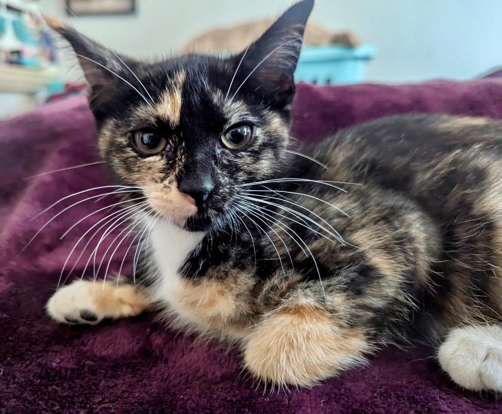 Enlarge Simone, a Adoptable mixed breed in Hampton, VA image 2/4