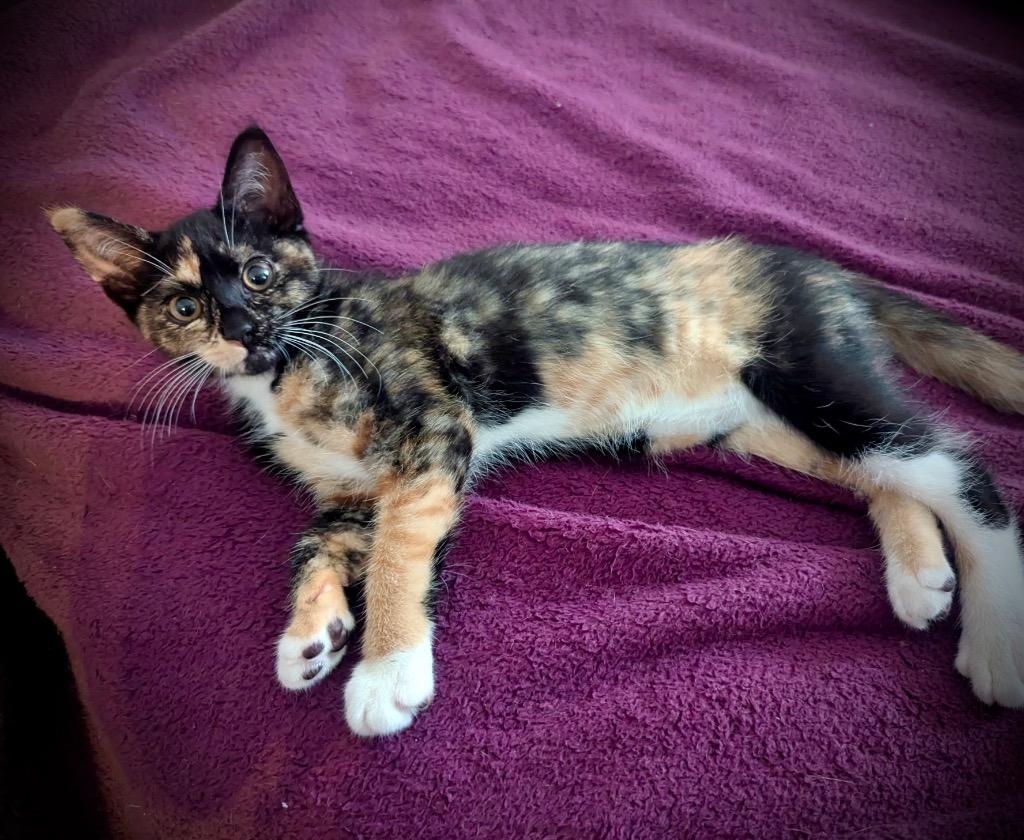 Enlarge Simone, a Adoptable mixed breed in Hampton, VA image 3/4