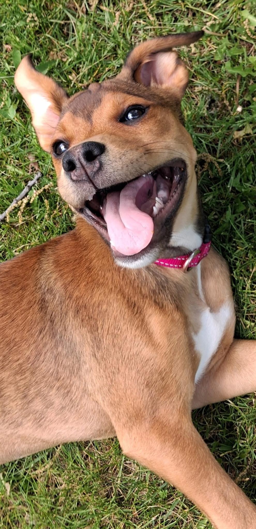Elektra, an adopted mixed breed in Macomb, MI image 4/5