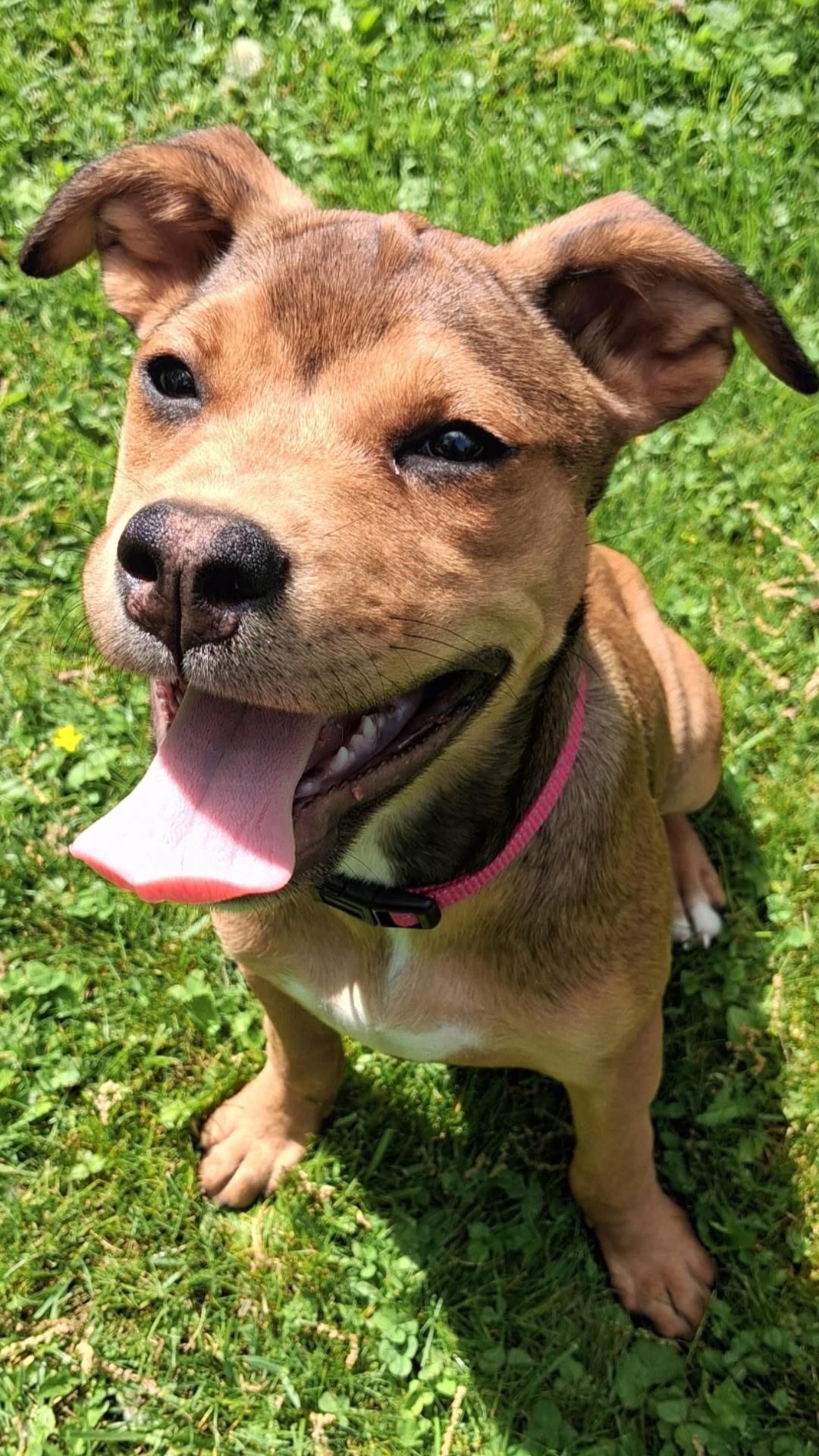 Elektra, adopted, Puppy Female Mixed Breed & Boxer.