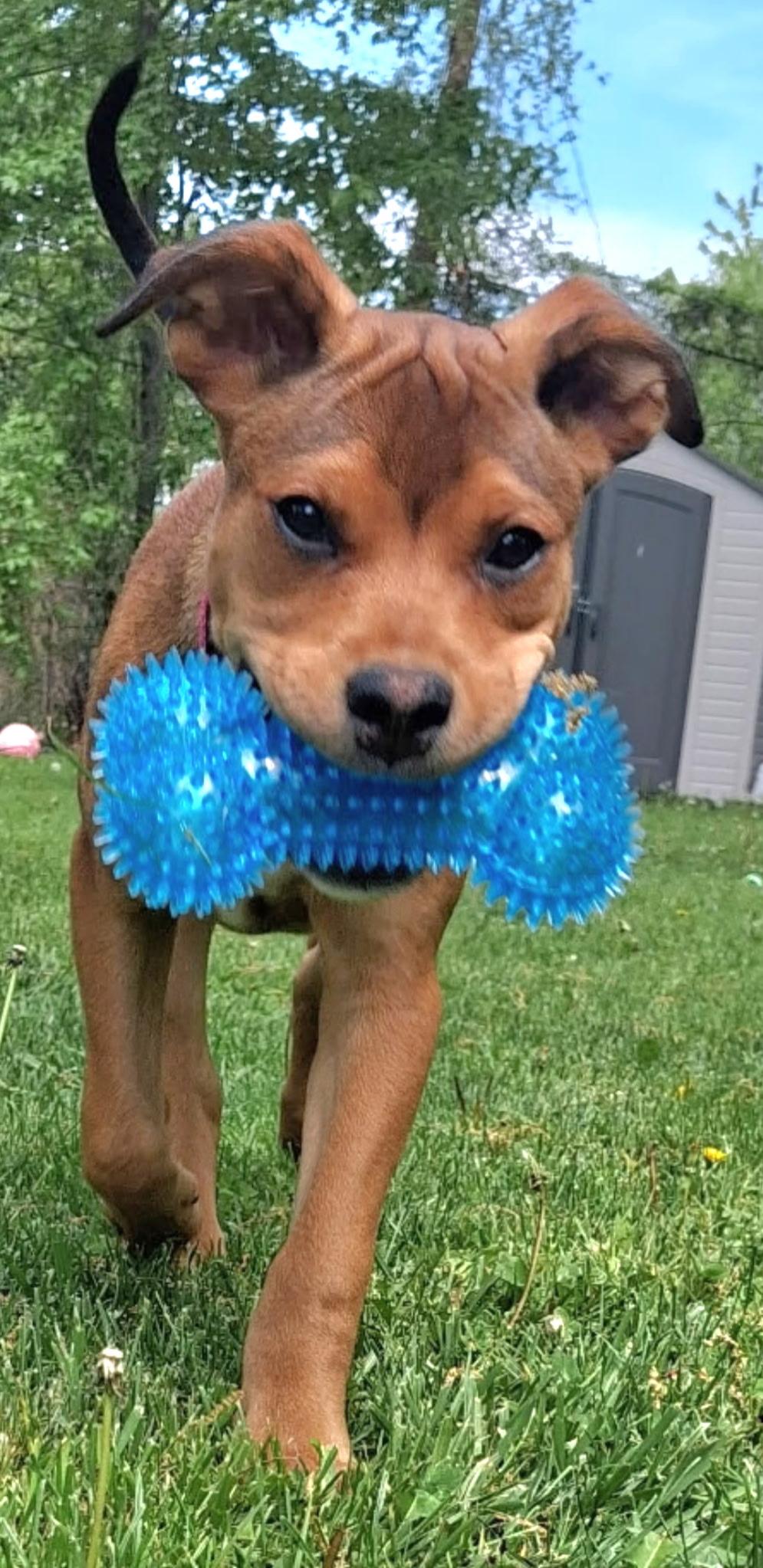 Elektra, an adopted mixed breed in Macomb, MI image 3/5