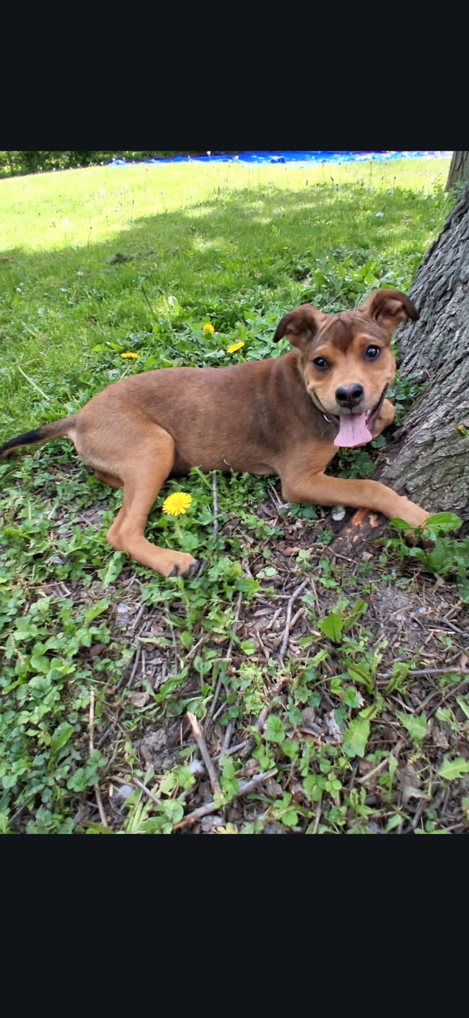 Elektra, an adopted mixed breed in Macomb, MI image 2/5