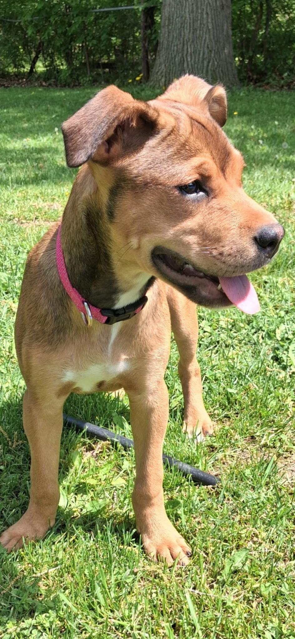 Elektra, an adopted mixed breed in Macomb, MI image 5/5