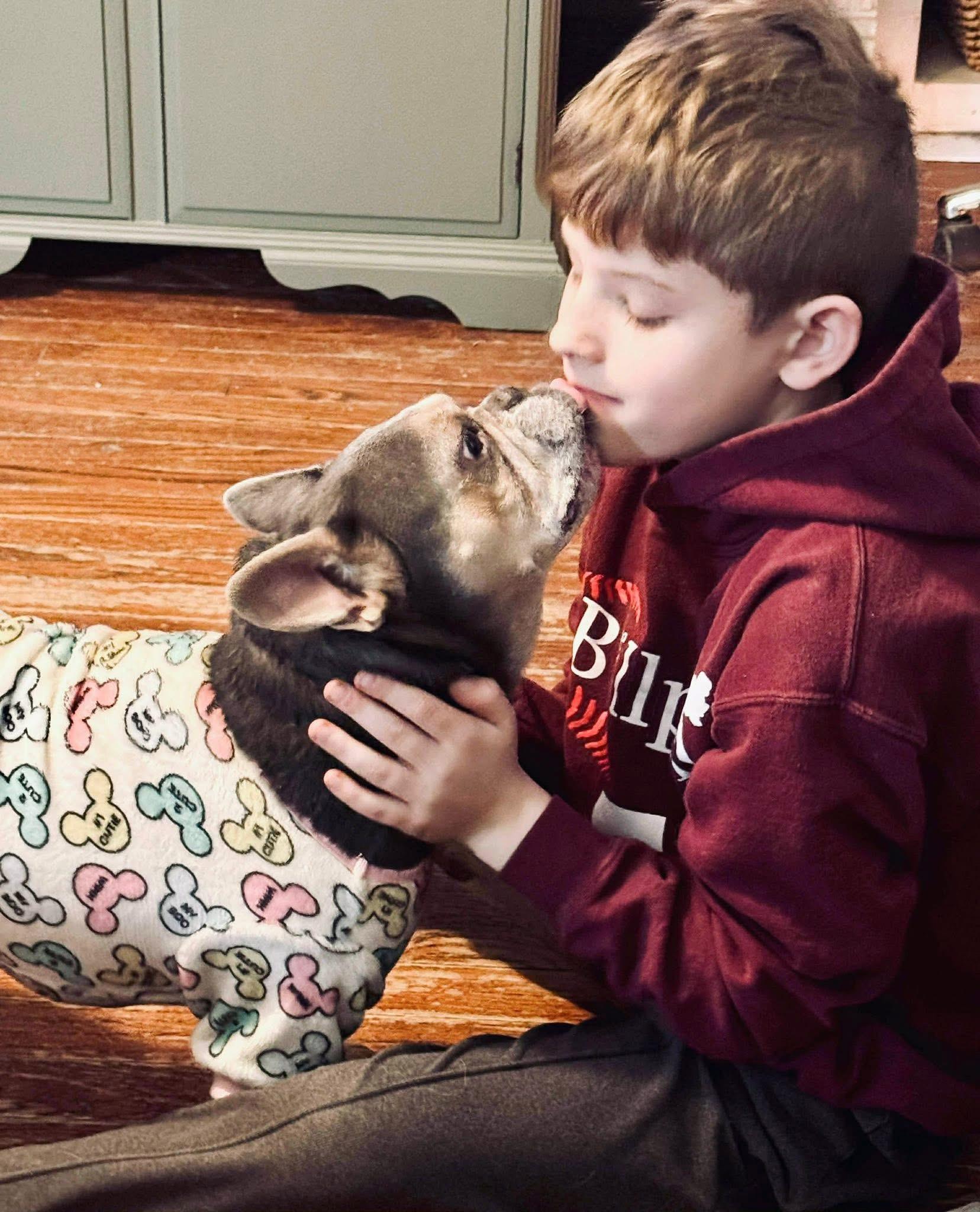 Mamacita, an adopted French Bulldog in Godfrey, IL image 2/5