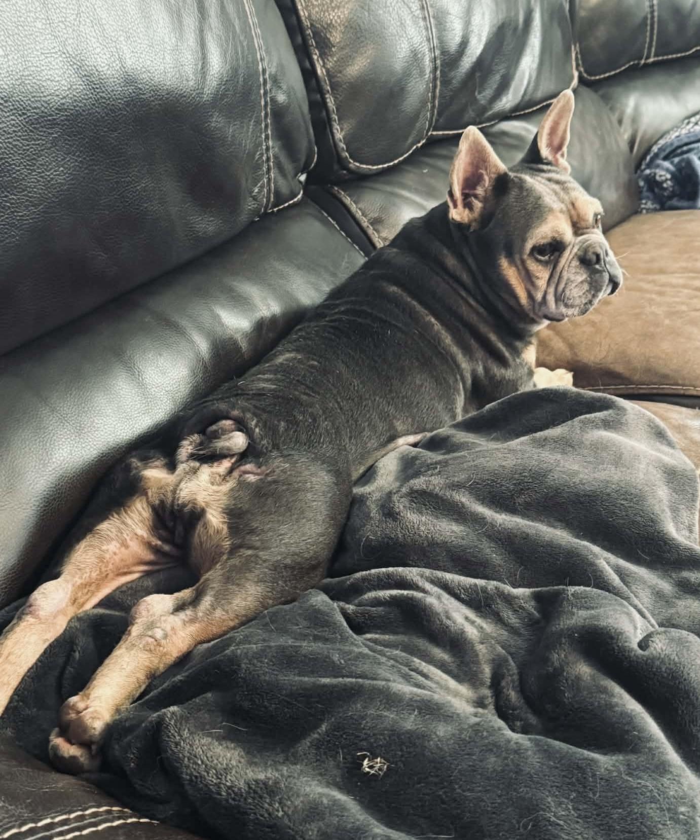 Mamacita, an adopted French Bulldog in Godfrey, IL image 5/5