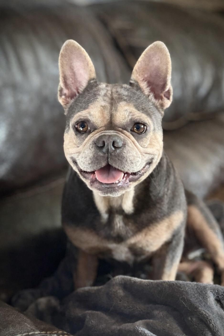 Mamacita, an adopted French Bulldog in Godfrey, IL image 4/5