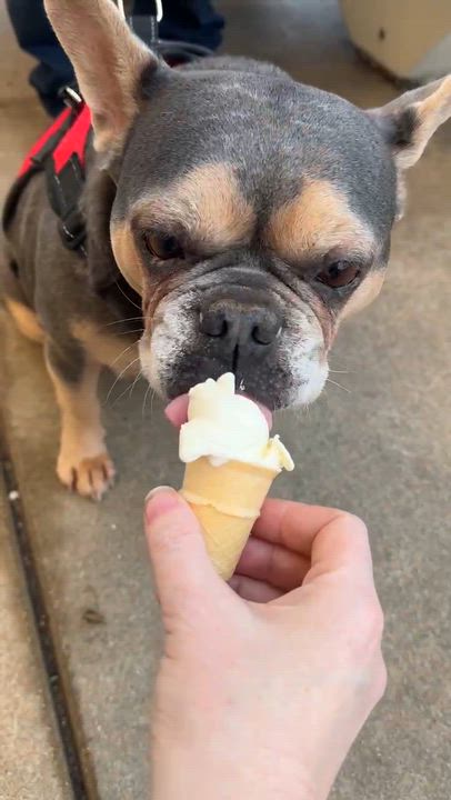 Enlarge Mamacita, an adopted French Bulldog in Godfrey, IL video 3/5