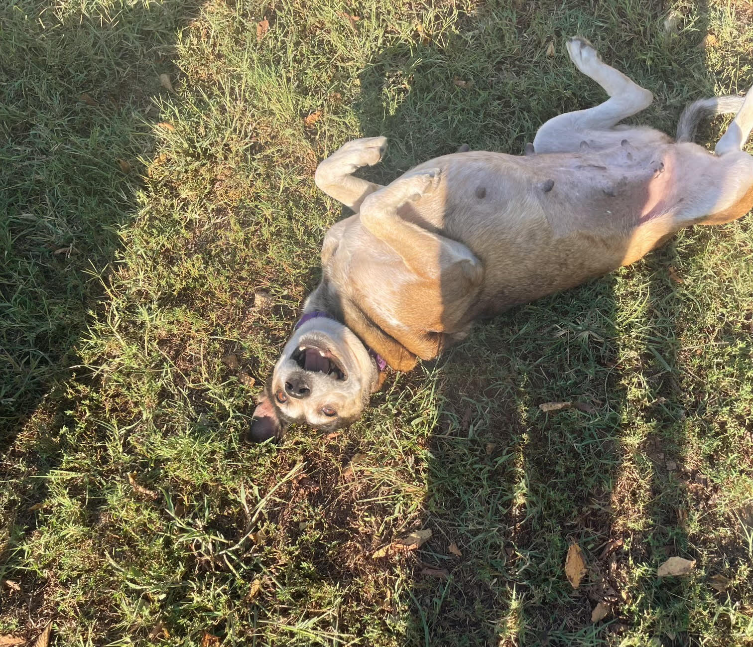 Enlarge Hattie, a Adopted mixed breed in Prairie Grove, AR image 1/3
