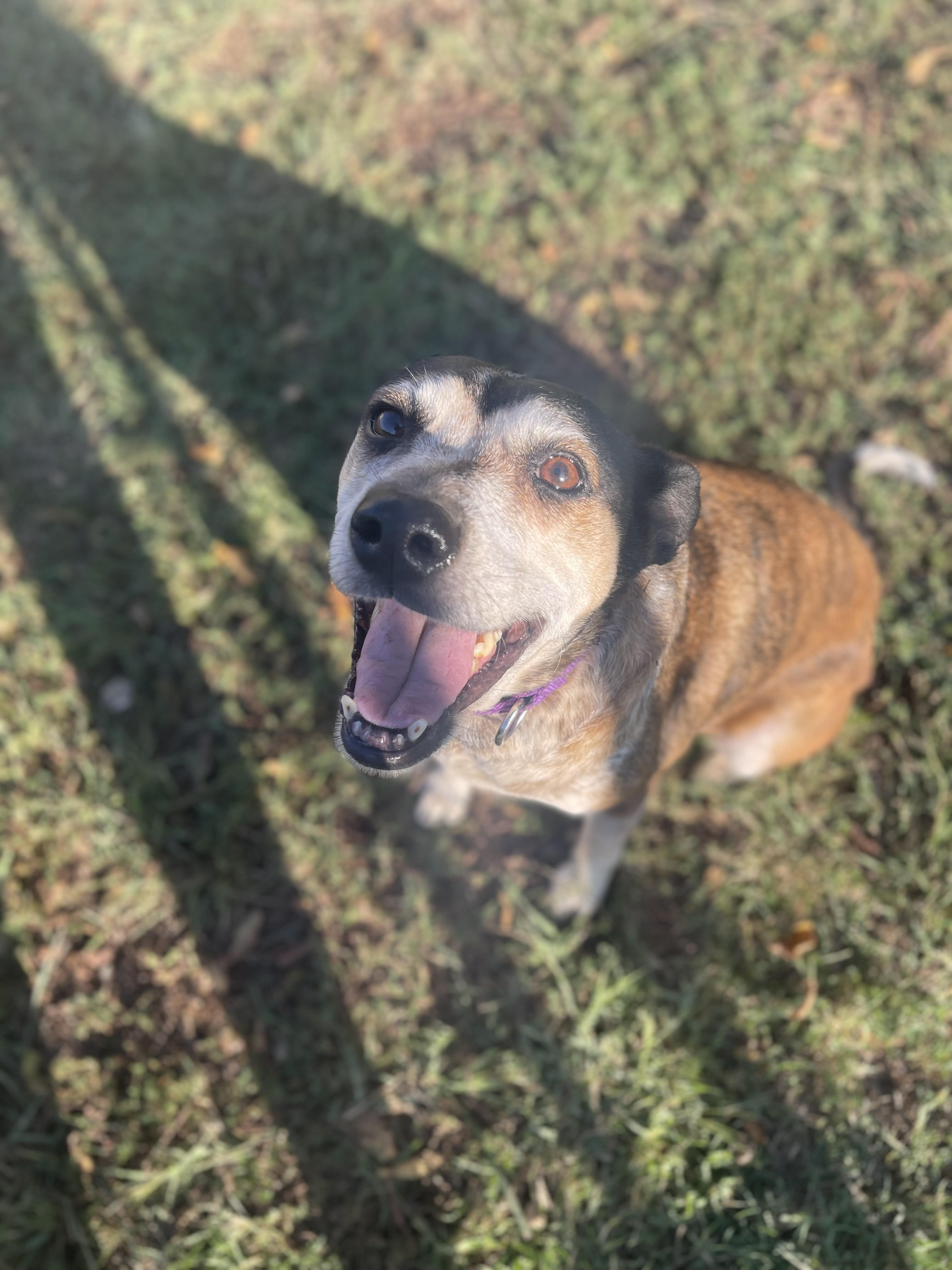 Enlarge Hattie, a Adopted mixed breed in Prairie Grove, AR image 2/3