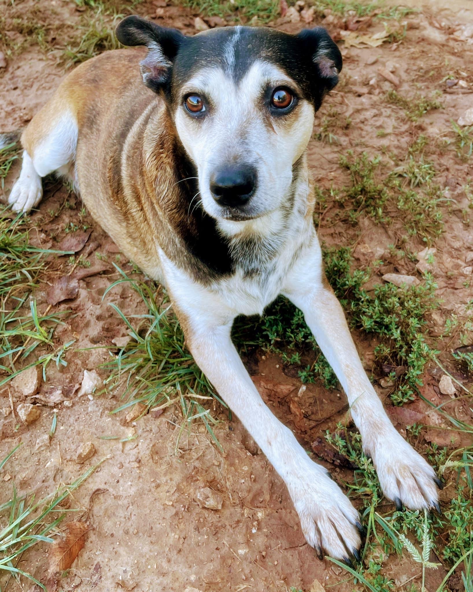Enlarge Hattie, a Adopted mixed breed in Prairie Grove, AR image 3/3