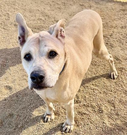 Austin, adopted, Senior Male Mixed Breed.