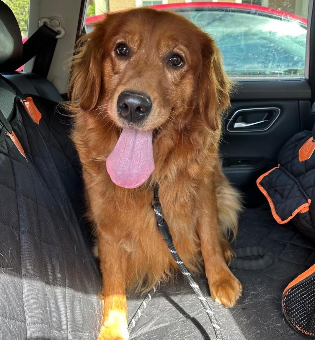 Enlarge Tia, a Adoptable Golden Retriever in Oakville, ON image 4/5
