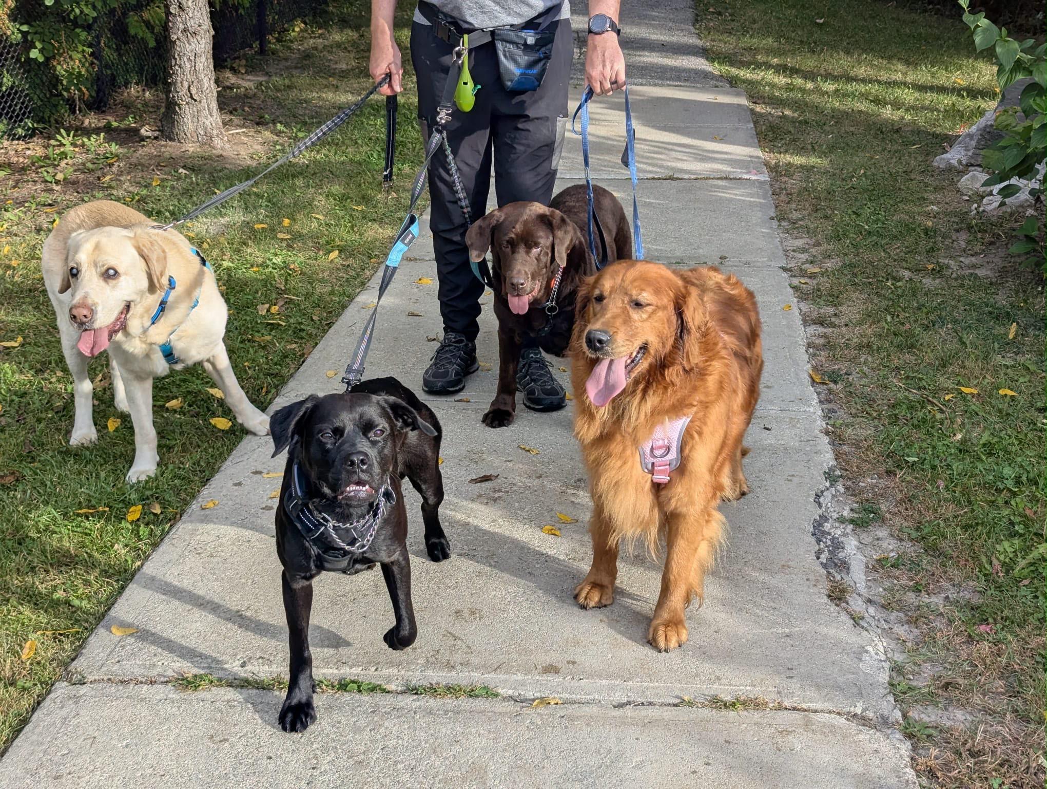 Enlarge Tia, a Adoptable Golden Retriever in Oakville, ON image 5/5