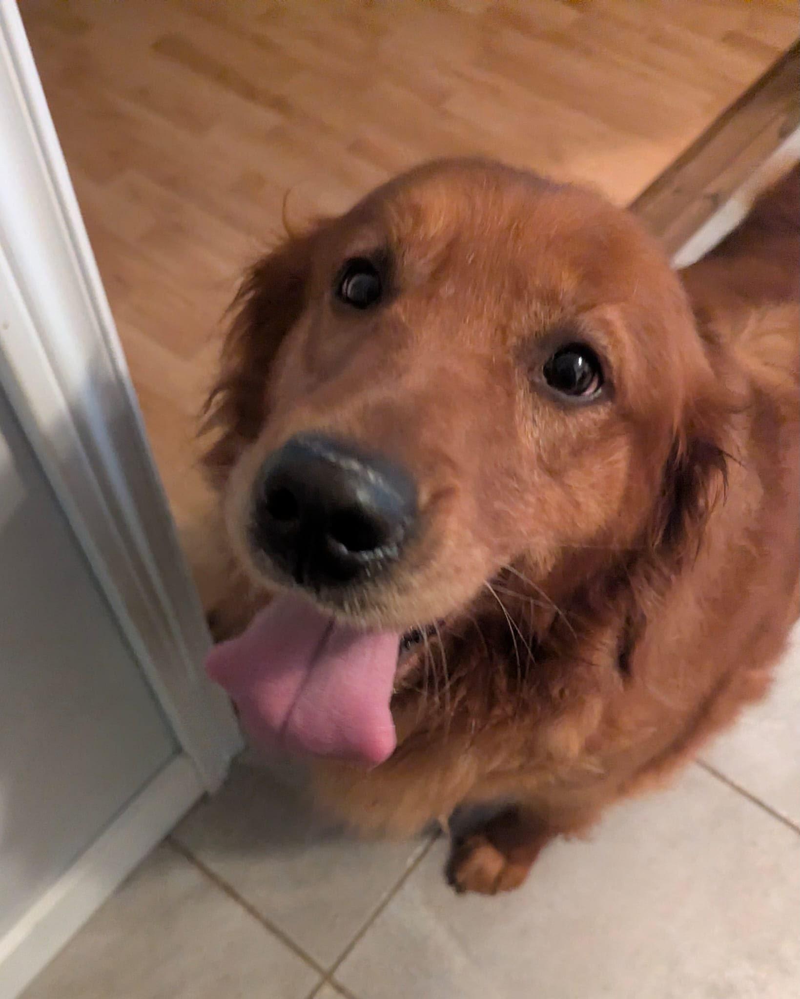 Enlarge Tia, a Adoptable Golden Retriever in Oakville, ON image 2/5