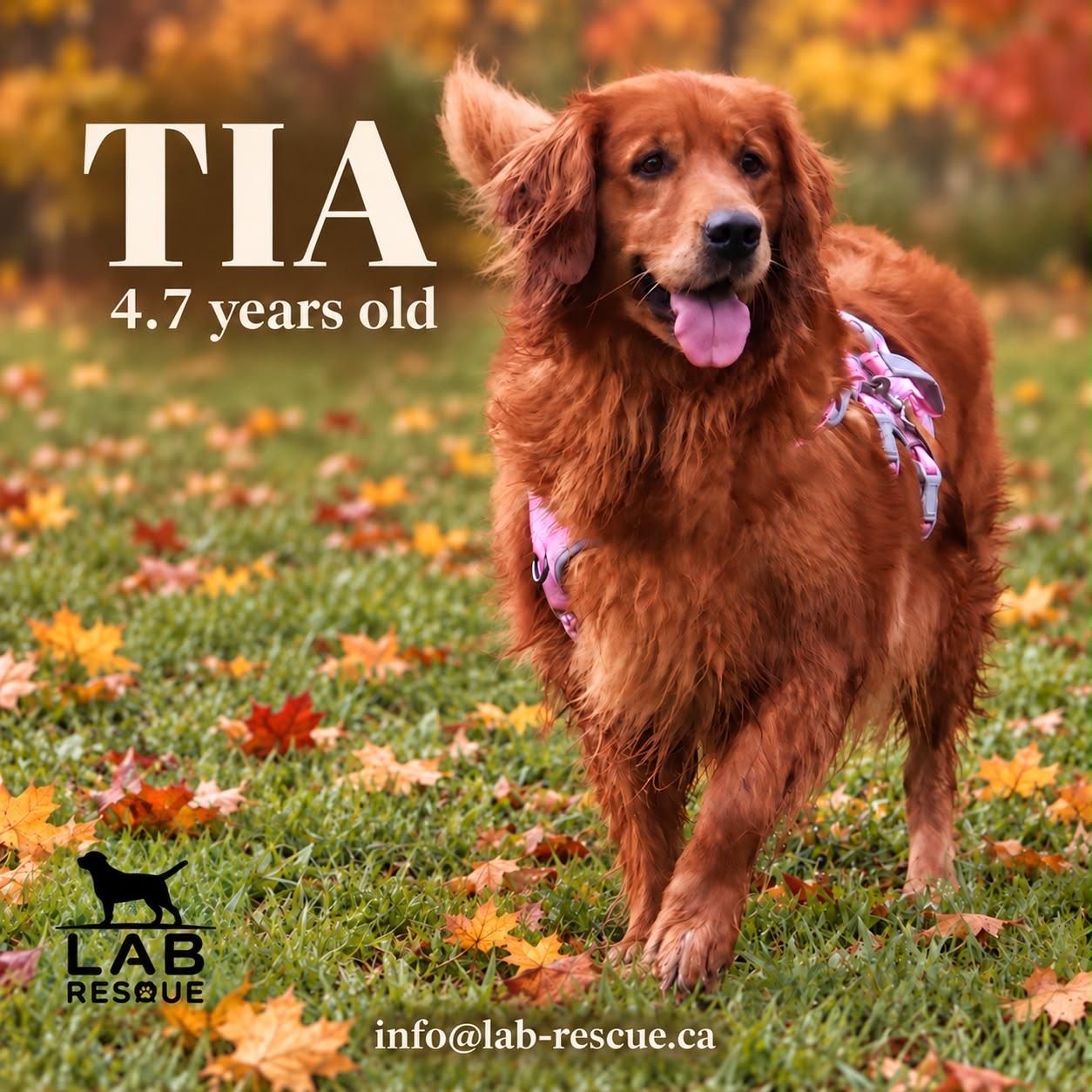 Enlarge Tia, a Adoptable Golden Retriever in Oakville, ON image 1/5