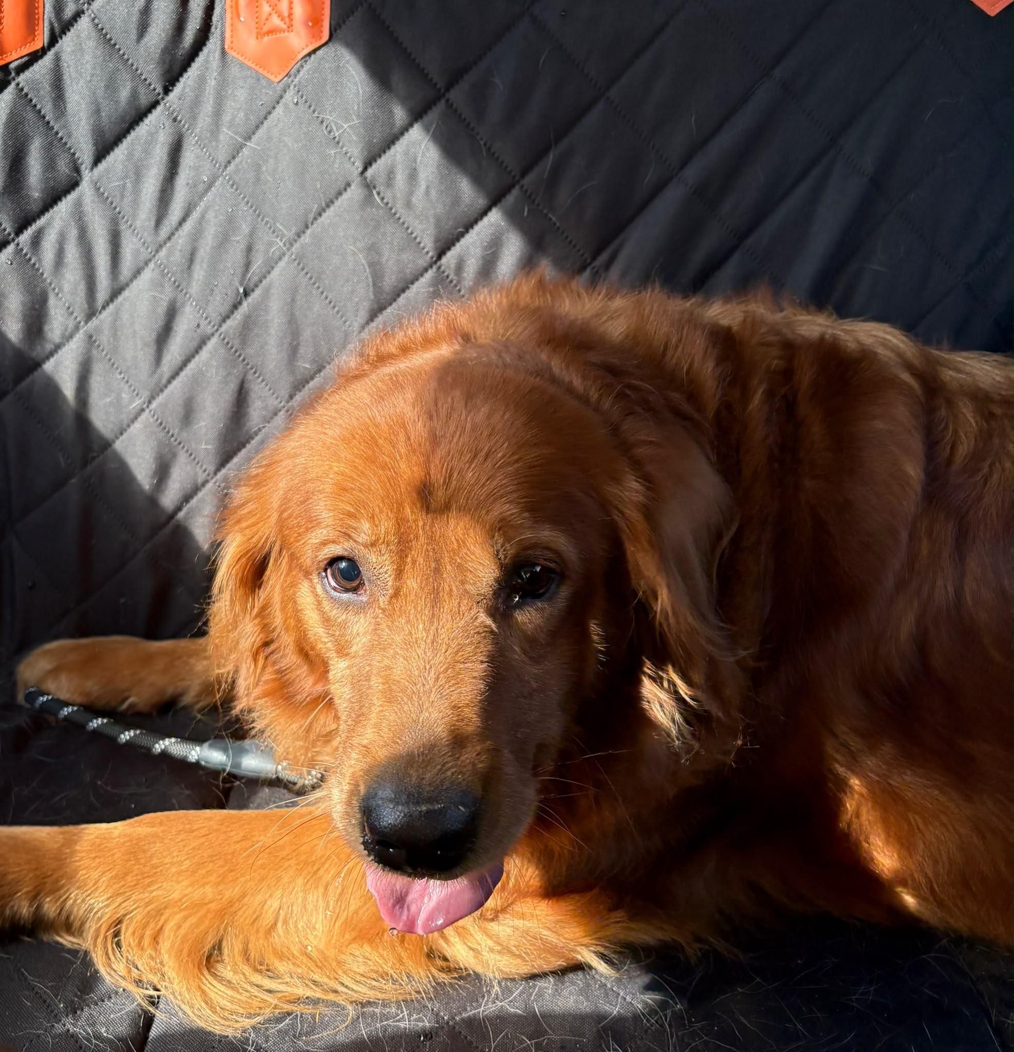 Enlarge Tia, a Adoptable Golden Retriever in Oakville, ON image 3/5