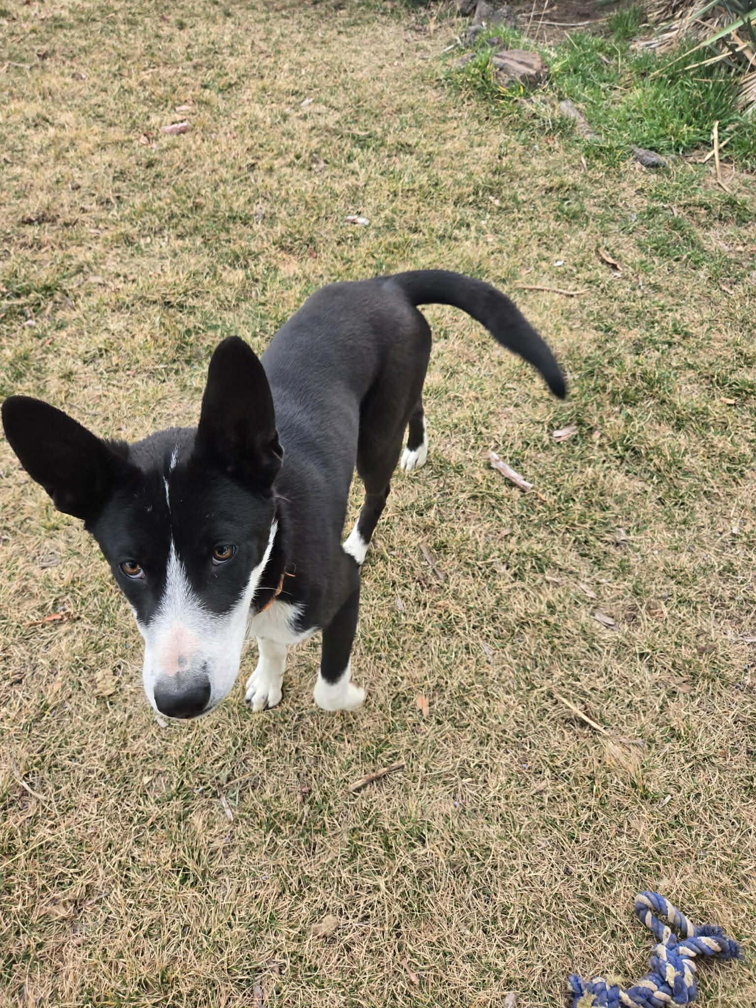 Enlarge Hampton, a ADOPTABLE mixed breed in Bend, OR image 3/3
