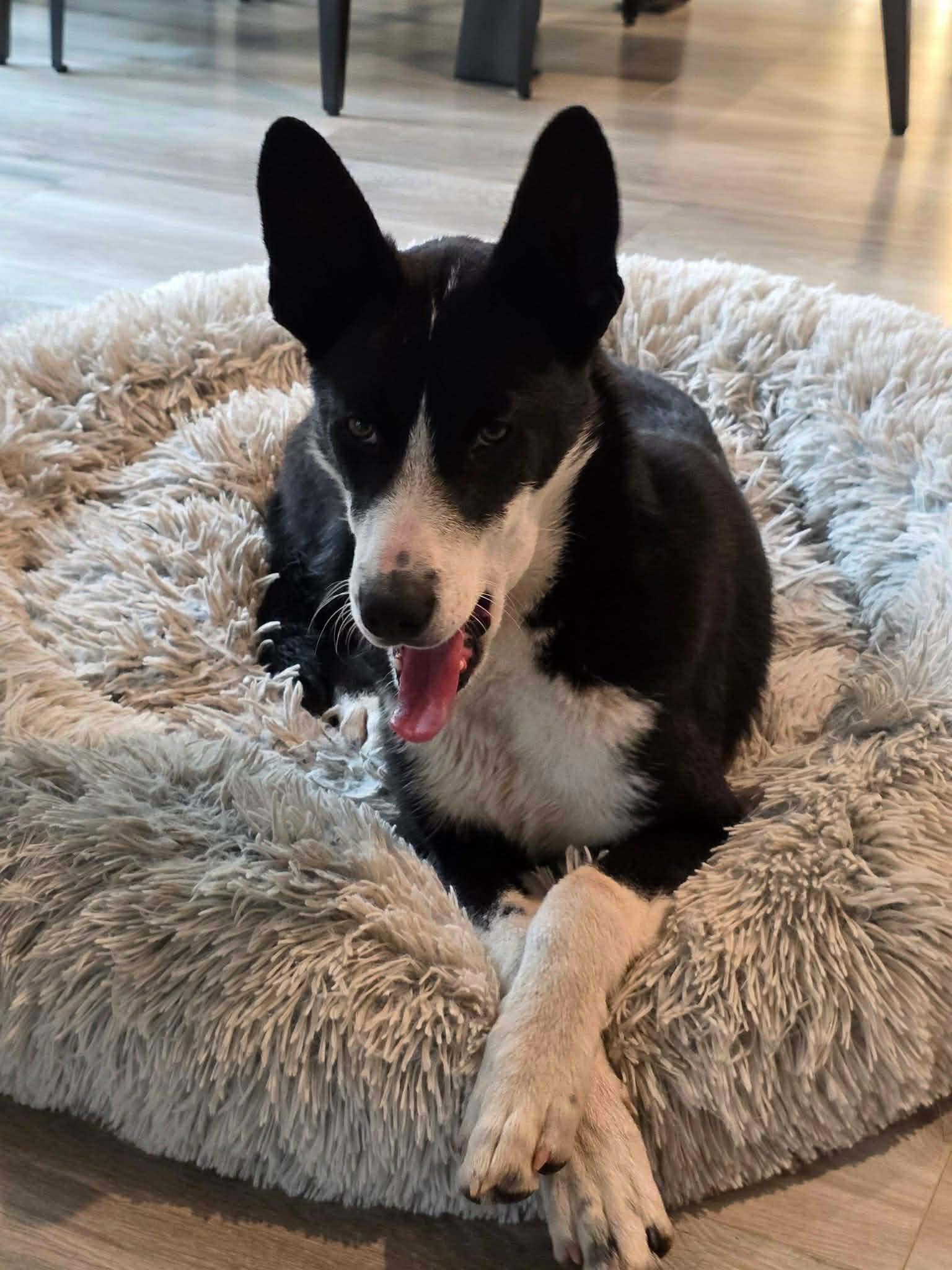 Hampton, a ADOPTABLE mixed breed in Bend, OR image 4/6