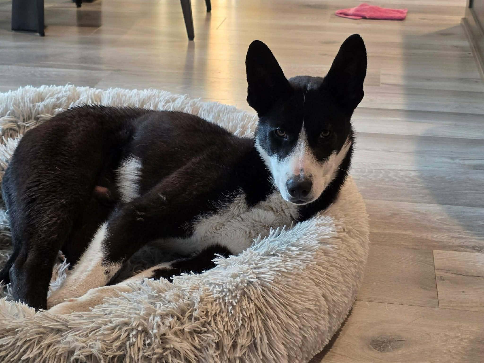 Hampton, a ADOPTABLE mixed breed in Bend, OR image 5/6