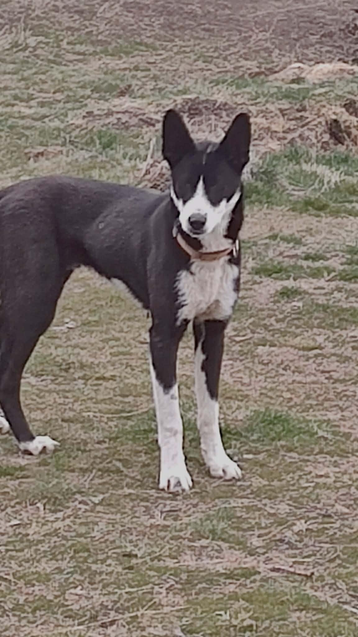 Enlarge Hampton, a ADOPTABLE mixed breed in Bend, OR image 1/3