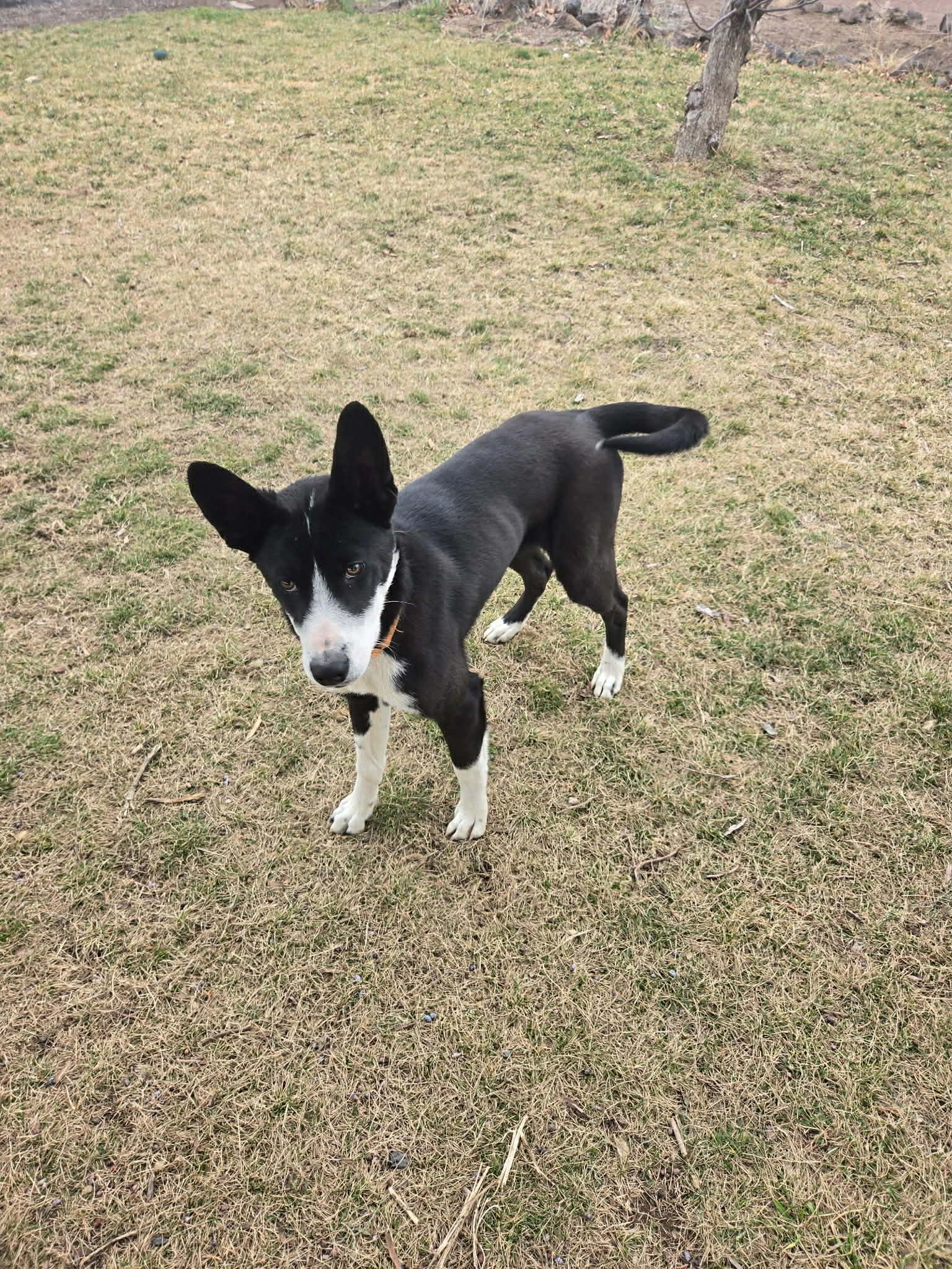 Enlarge Hampton, a ADOPTABLE mixed breed in Bend, OR image 2/3