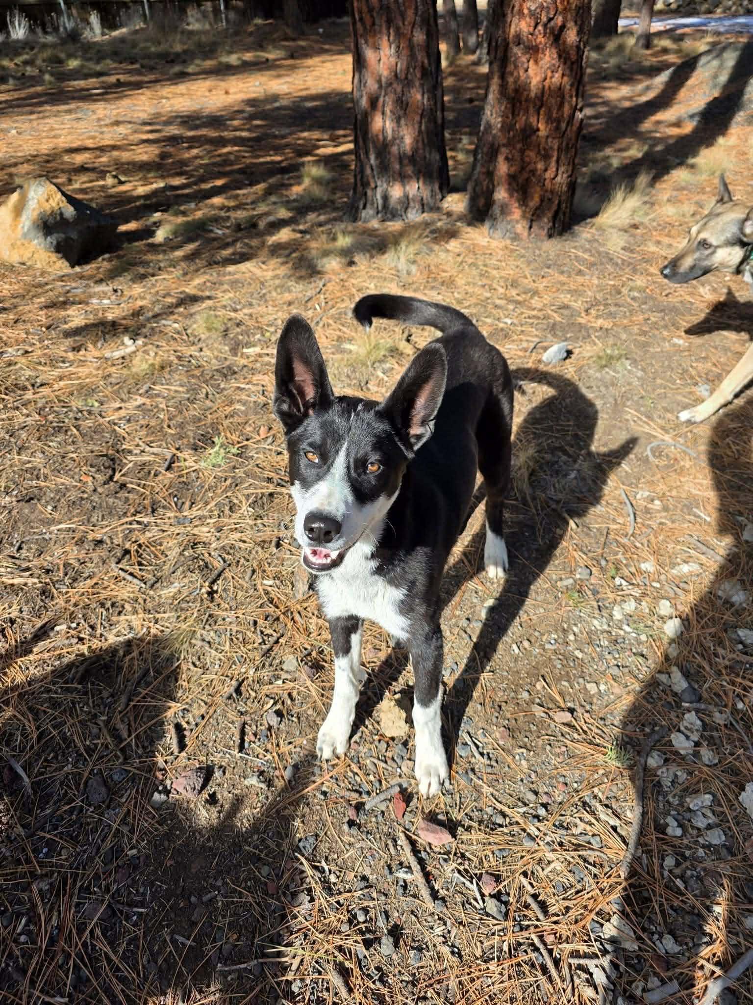 Hampton, a ADOPTABLE mixed breed in Bend, OR image 1/6