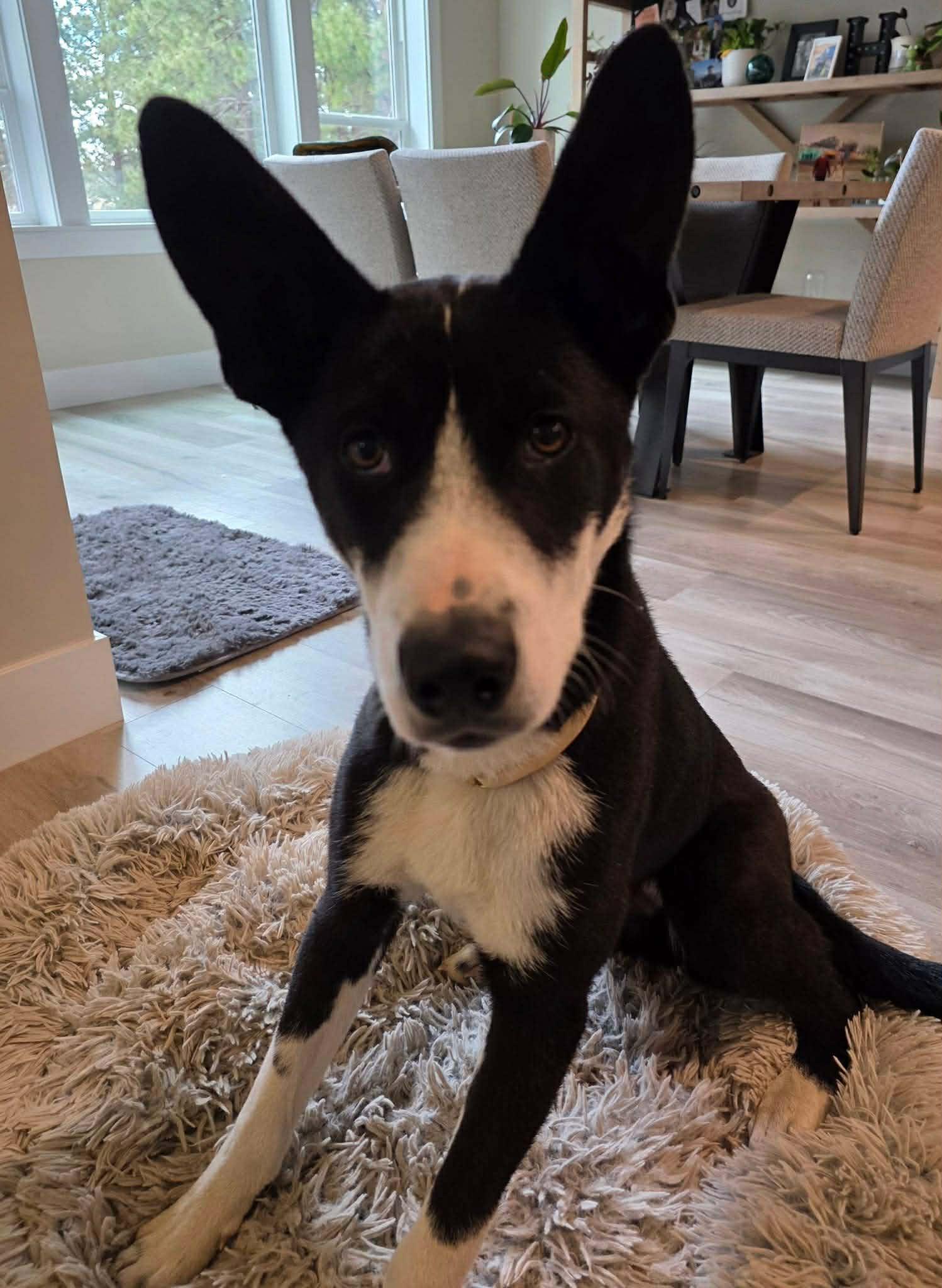 Hampton, a ADOPTABLE mixed breed in Bend, OR image 2/6