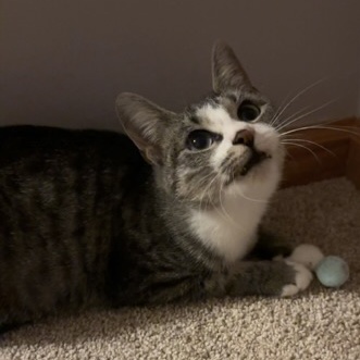 Lilypad, Adoptable, Adult Female Domestic Short Hair.