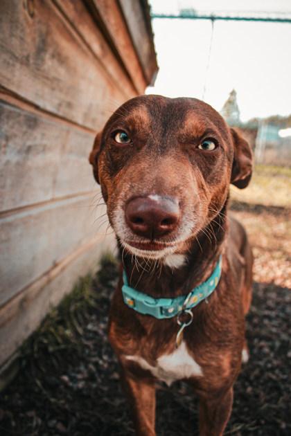 Enlarge Frodo, a ADOPTABLE Mixed Breed in Missoula, MT image 2/3
