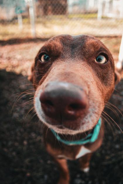 Enlarge Frodo, a ADOPTABLE Mixed Breed in Missoula, MT image 1/3