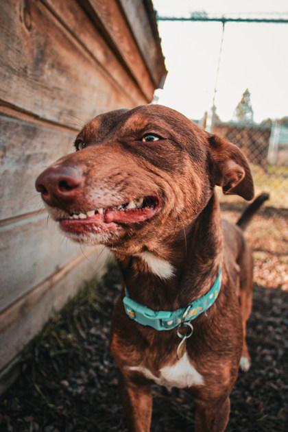 Enlarge Frodo, a ADOPTABLE Mixed Breed in Missoula, MT image 3/3