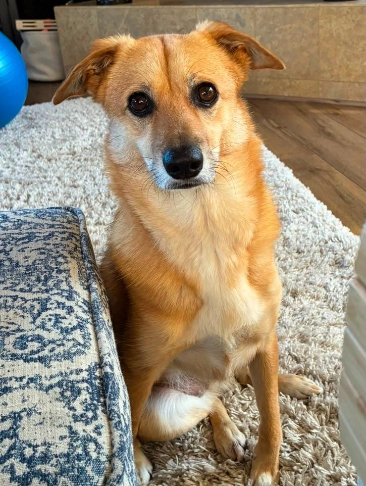 Yuzu, Adoptable, Adult Female Jindo & Mixed Breed.