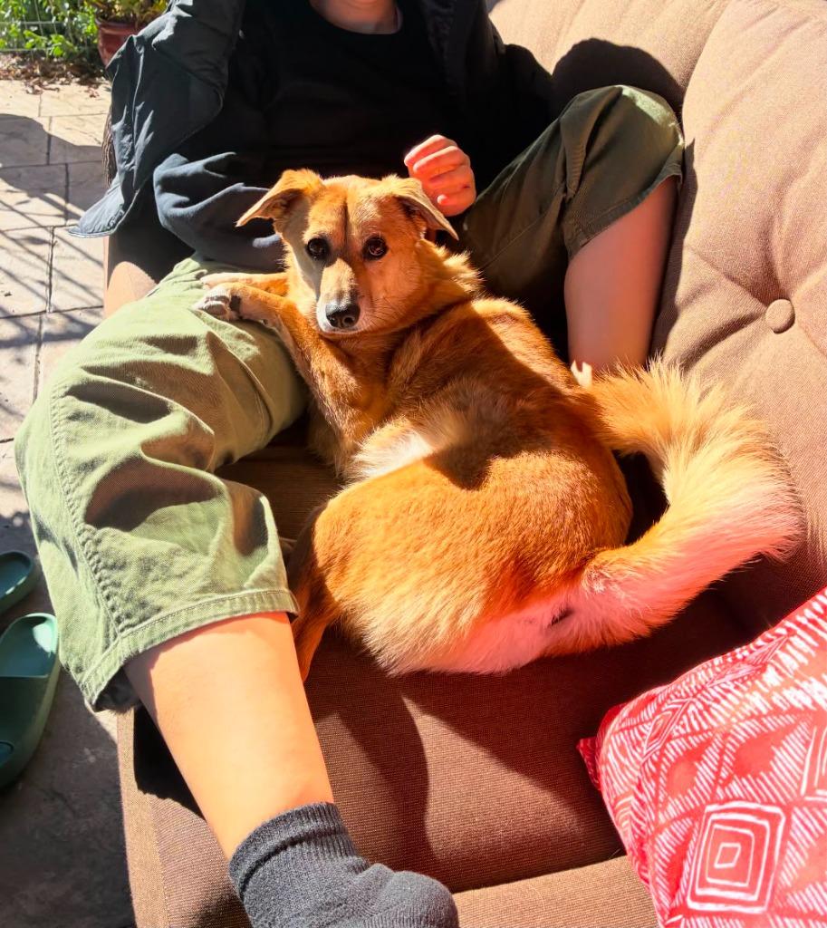 Enlarge Yuzu, a Adoptable mixed breed in Hudson, NY image 3/5