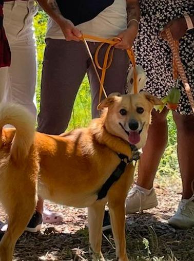 Enlarge Yuzu, a Adoptable mixed breed in Hudson, NY image 5/5