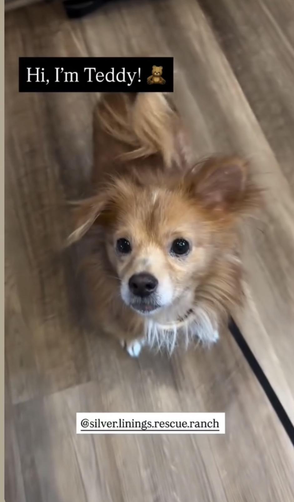 Enlarge Teddy, a Adoptable mixed breed in Powell Butte, OR image 3/3