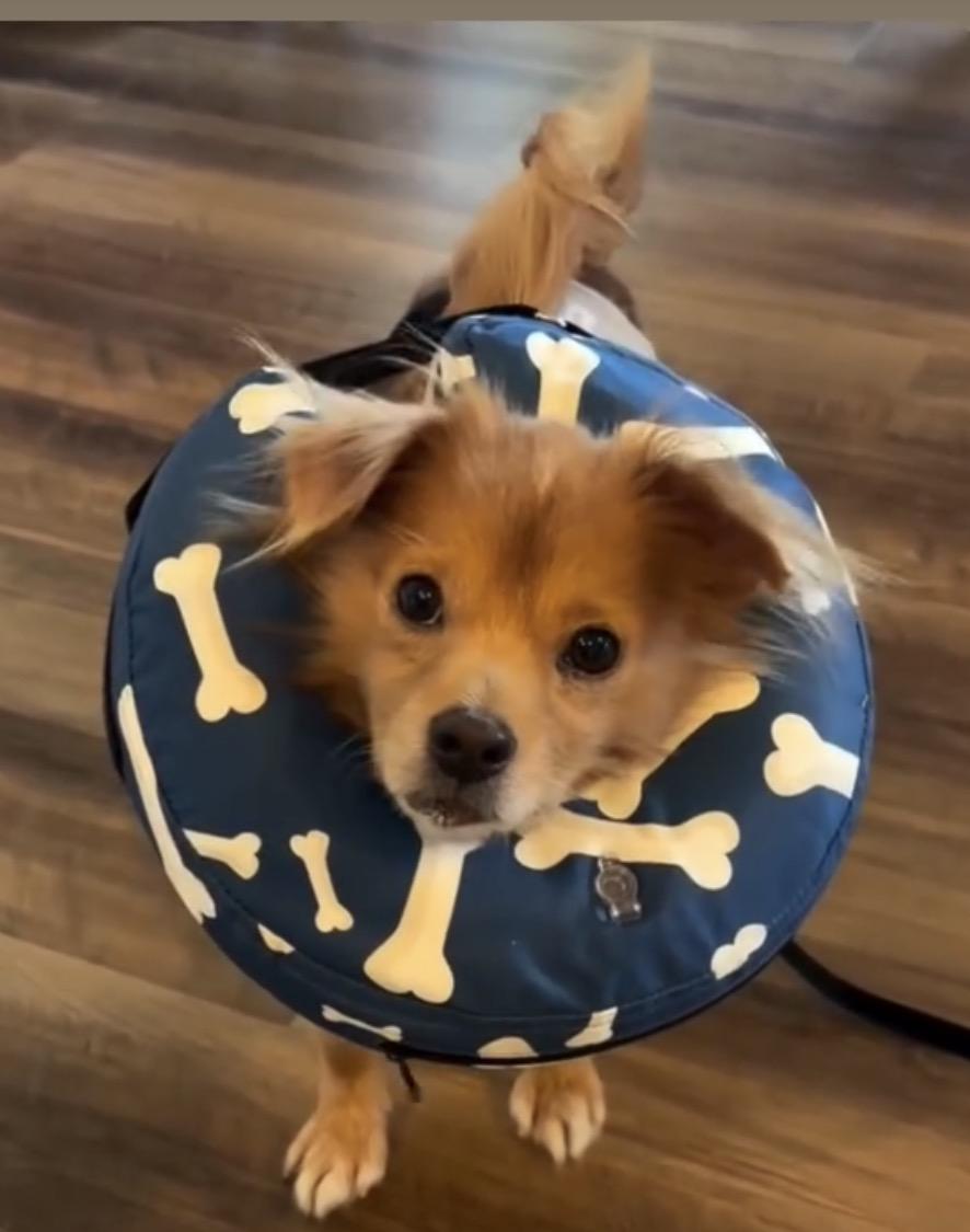 Teddy, Adoptable, Senior Male Pomeranian & English Cocker Spaniel.