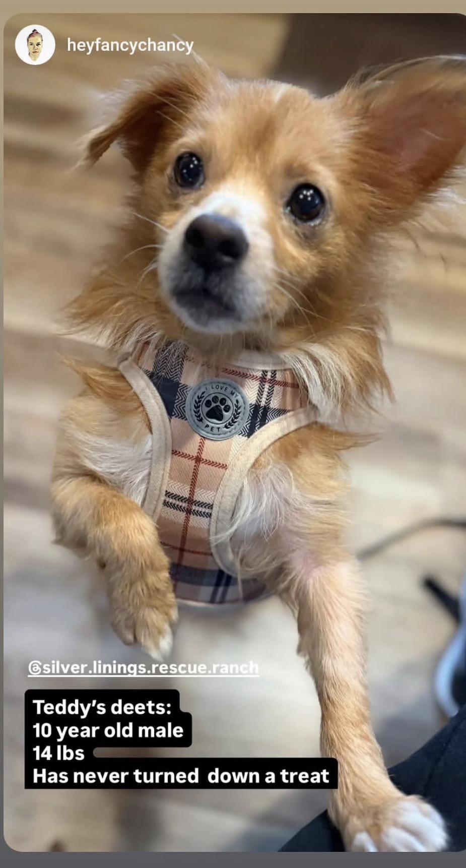 Enlarge Teddy, a Adoptable mixed breed in Powell Butte, OR image 2/3