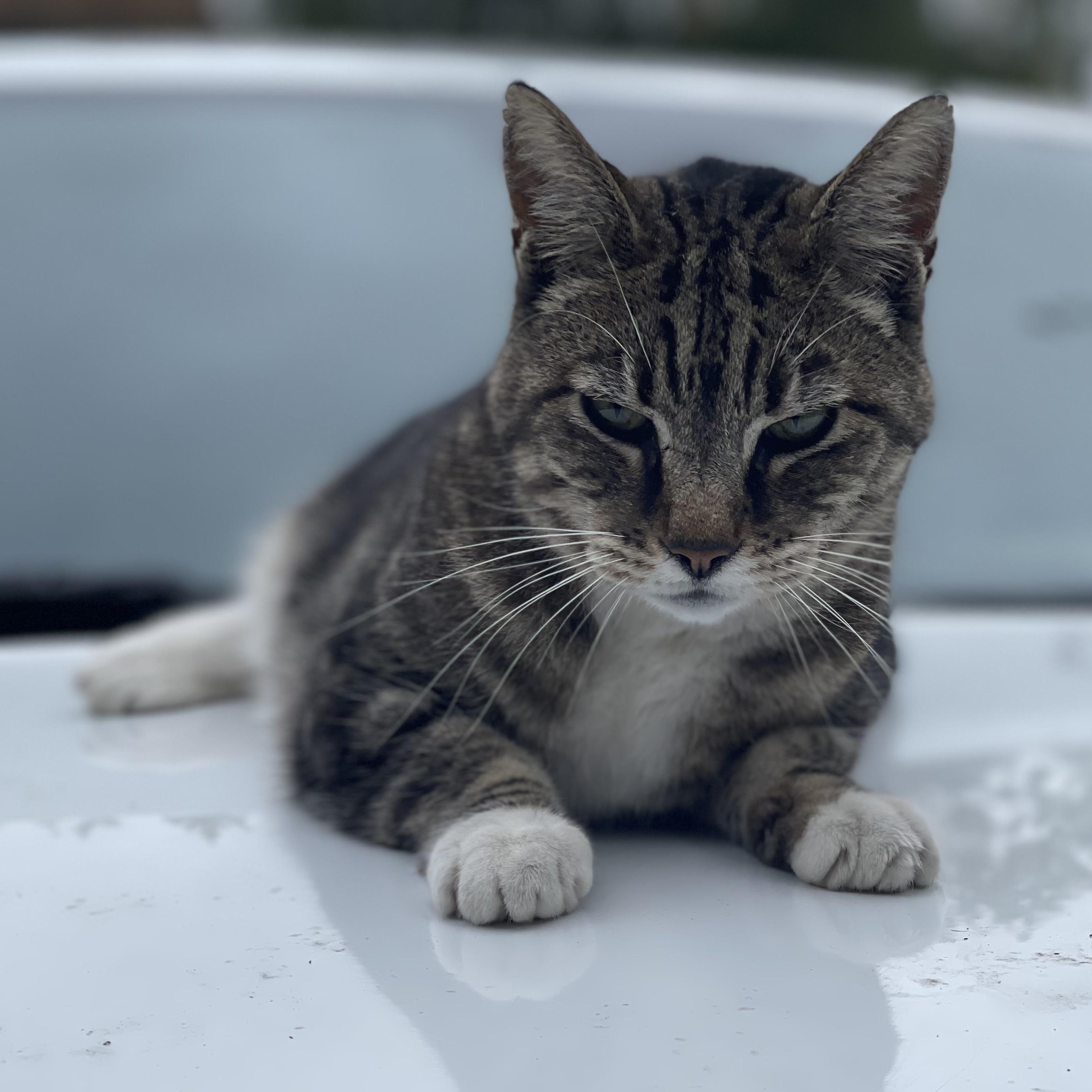 Enlarge Caper, a Adoptable mixed breed in Mcminville , OR image 4/5